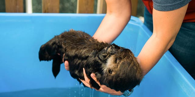 A volunteer at the rescue center holds a wet baby Joey. (Credit: Vancouver Aquarium/Ocean Wise)