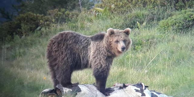The park is strengthening its bear enclosure in order to prevent more escapes. (Press Office of the Autonomous Province of Trento)