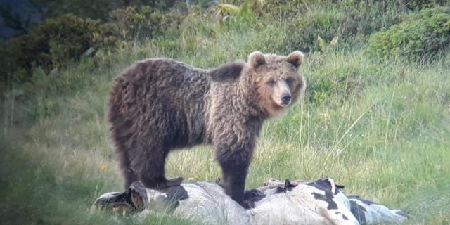 The park is strengthening its bear enclosure in order to prevent more escapes. (Press Office of the Autonomous Province of Trento)