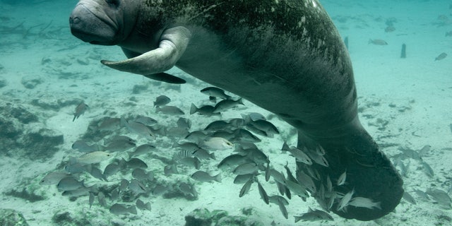 Manatee, Crystal River NWR