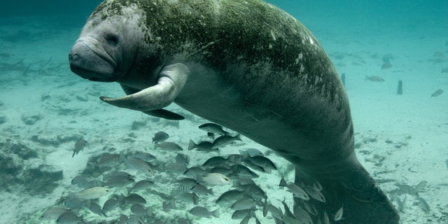 Manatee, Crystal River NWR