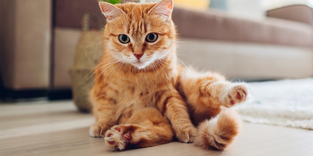 Cat owners can also try to replicate the experiment at home. (iStock)