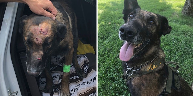 Westlake Legal Group Police-dog-stabbed A California US Forest Service police dog survives second on-duty stabbing in 4 years Robert Gearty fox-news/us/us-regions/west/california fox-news/us/crime/police-and-law-enforcement fox news fnc/us fnc fea22d74-8141-5b53-93e4-2d2dcfd310c6 article