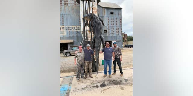 The previous record for longest alligator, per the Encyclopedia of Arkansas, measured 13 feet, 10 inches, and weighed 1380 pounds.