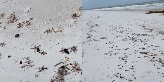 Thousands of starfish had ended up on the beach in Navarre Beach, Fla. after Hurricane Sally impacted the area last week.