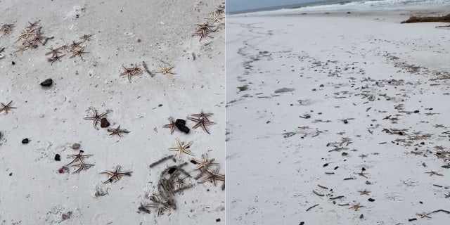 Thousands of starfish had ended up on the beach in Navarre Beach, Fla. after Hurricane Sally impacted the area last week.