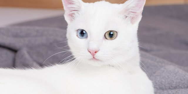 A white cat with extra toes and different colored eyes (non raffigurato) has become an Instagram star. (iStock)
