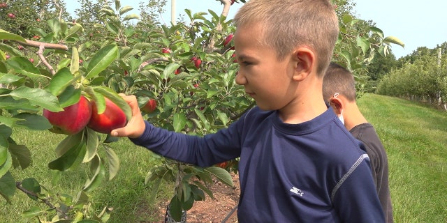 Some Pennsylvania-based apple orchard owners say they are dealing with thousands of spotted lanternflies a day. (Katie Byrne / Fox News)