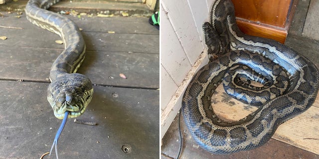 Australian 2 huge pythons in home after they crash through ceiling | Fox News
