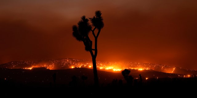 The Bobcat Fire burns in the distance beyond a Joshua tree Saturday, Sept. 19, 2020, in Juniper Hills, Calif.