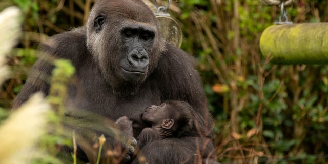 Bristol Zoo’s newest addition is thriving at four weeks old. (Credit: SWNS)