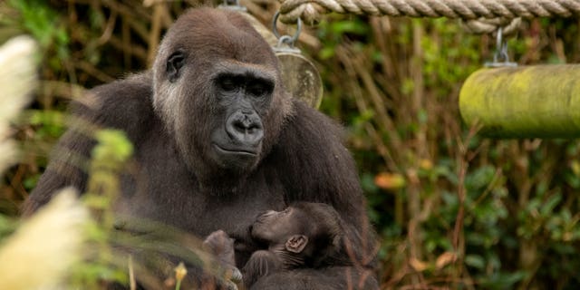 Bristol Zoo’s newest addition is thriving at four weeks old. (Credit: SWNS)