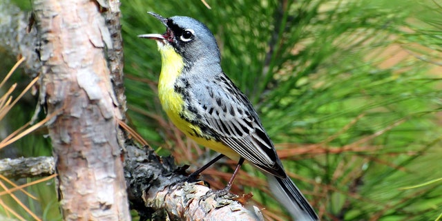 Kirtlands Warbler