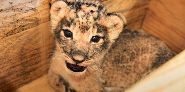 The Dallas Zoo announced this week the births of three African lion cubs. (Dallas Zoo)