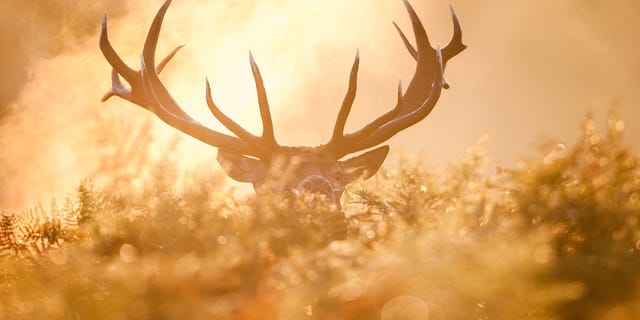 In Michigan, the Department of Natural Resources says that there will be significantly fewer check stations for deer hunters.