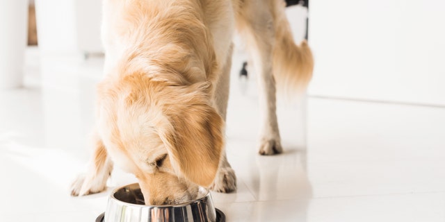 Purina announced that it has released a new line of dog food that uses insect proteins and plant proteins like fava beans and millet. (iStock)