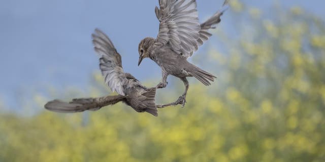 Hungry starlings battled it out mid-air in a bid for food. The birds were snapped near St Andrews, Fife, as they tried to wrestle a scrap off each other. (Credit: SWNS)