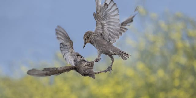 Hungry starlings battled it out mid-air in a bid for food. The birds were snapped near St Andrews, Fife, as they tried to wrestle a scrap off each other. (Credit: SWNS)