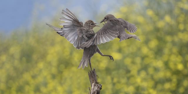 Wildlife photographer Abi Warner, 52, took the photos in the lockdown when her movements were restricted to her local area. (Credit: SWNS)