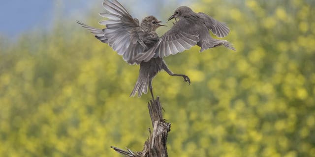 Wildlife photographer Abi Warner, 52, took the photos in the lockdown when her movements were restricted to her local area. (Credit: SWNS)