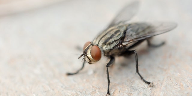 Some people reportedly believe that pennies in water will help get rid of flies. The theory is that the trick could potentially work by messing with a fly’s vision, according to the Tennessee Farm Bureau.