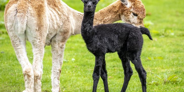 Tia the one-week-old female Alpaca cria born at Auchingarrich Wildlife Park in Perthshire with her mum two-year-old Lola. (Credit: SWNS)