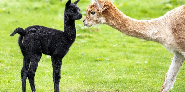 A newborn alpaca enjoyed playing outside for the first time with its mum. Proud mom Lola, age 2, is nursing the cute cria named Tia who was born at the end of last month. (Credit: SWNS)