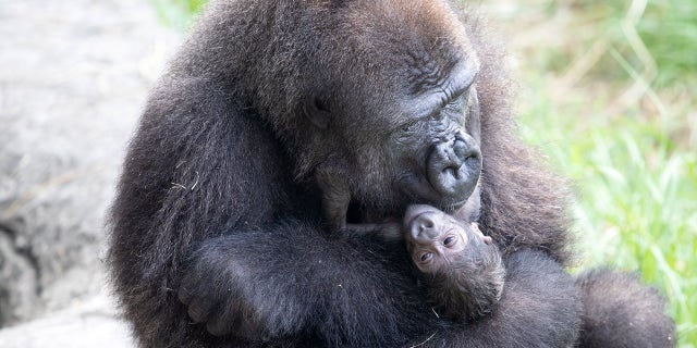 Audubon Zoo Welcomes Critically Endangered Gorilla Baby