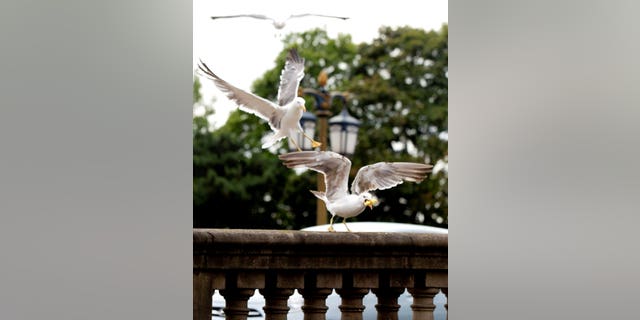 Results showed newly fledged gulls were also just as likely to react to human gaze direction as older birds, suggesting they are born with this tendency or quickly learn it.