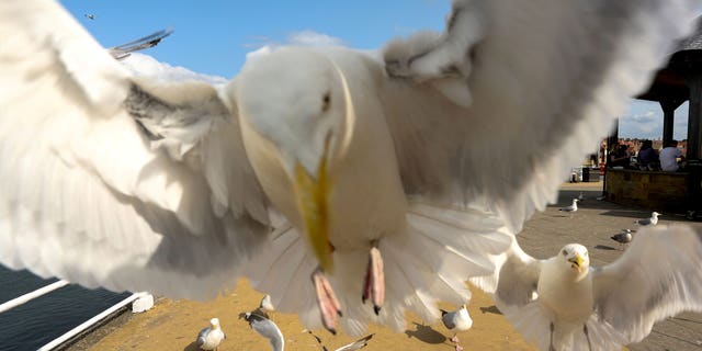 The latest research involved scientists approaching gulls while either looking at the ground or directly at the birds.