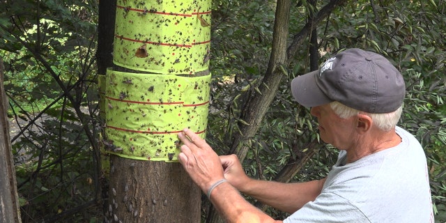 Chris Patterson making a homemade trap to keep spotted lanternflies under control in his apple orchard. (Katie Byrne / Fox News)