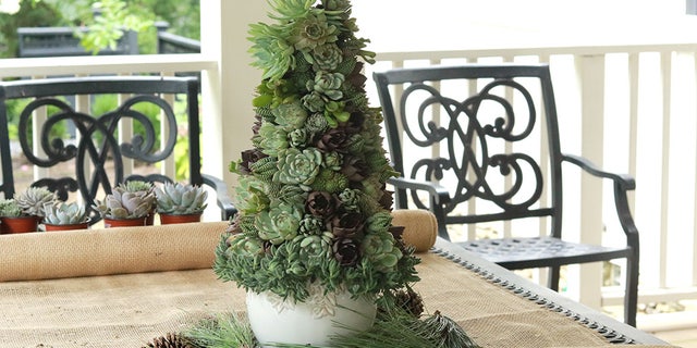 Succulent Christmas trees are gaining in popularity as the holiday season draws closer. To That end, Home Depot now offers an online tutorial for making your own.