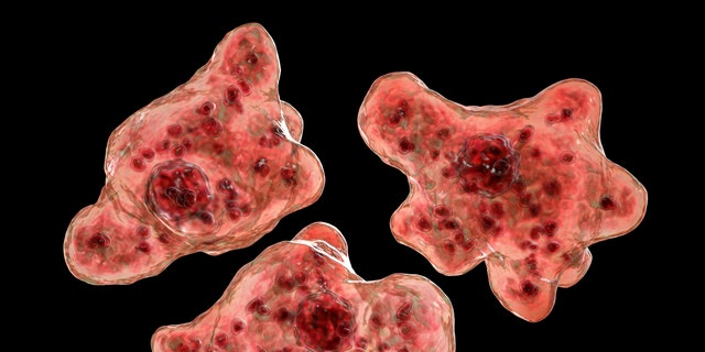 A brain-eating amoeba claimed the life of a 13-year-old boy in Florida, according to multiple reports.