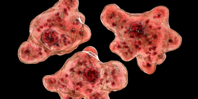 A brain-eating amoeba claimed the life of a 13-year-old boy in Florida, according to multiple reports.