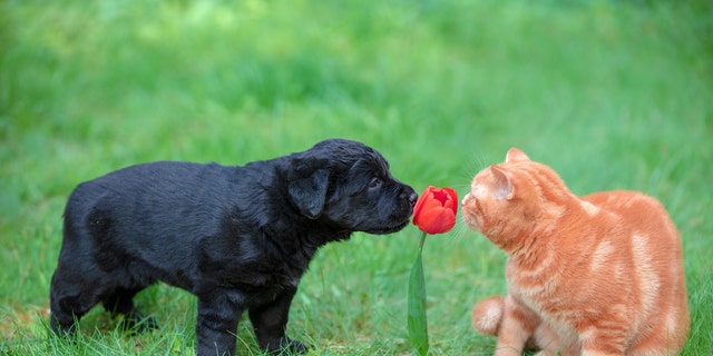A puppy and a cat are shown playing outdoors in a garden.  Most veterinarians and animal experts recommend keeping cats indoors. 