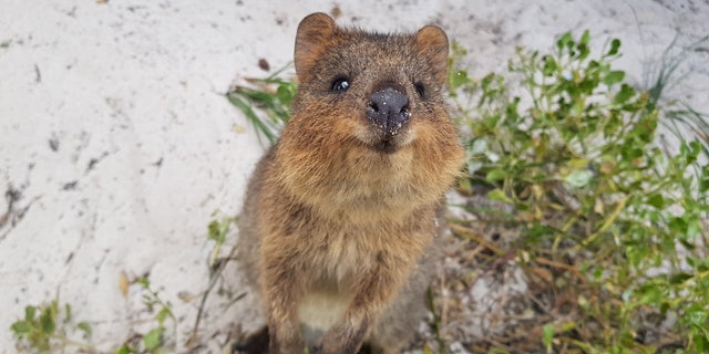 To begin the study, 19 participants viewed photos and videos of a "range of cute animals," including the quokka, pictured.