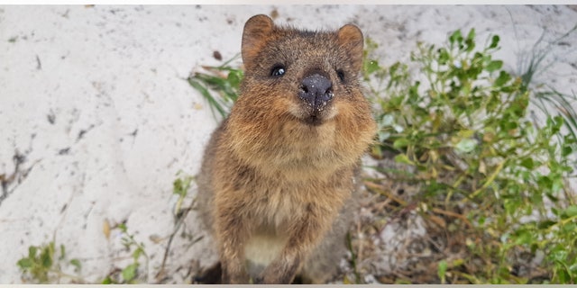 To begin the study, 19 participants viewed photos and videos of a "range of cute animals," including the quokka, pictured.