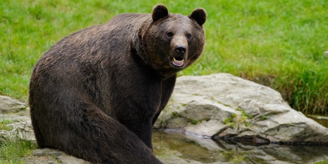 An archery hunter was attacked by a bear but survived after spraying bear spray.