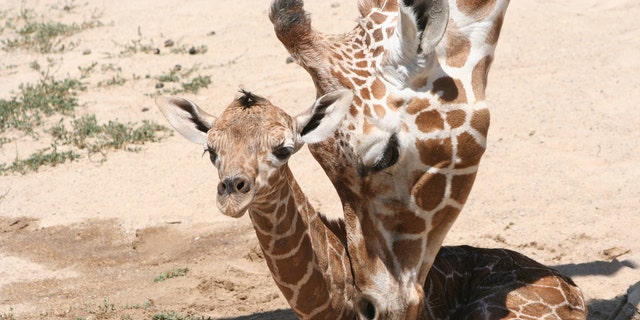 Bailey (not pictured) went into labor on Sept. 28 with her first calf.