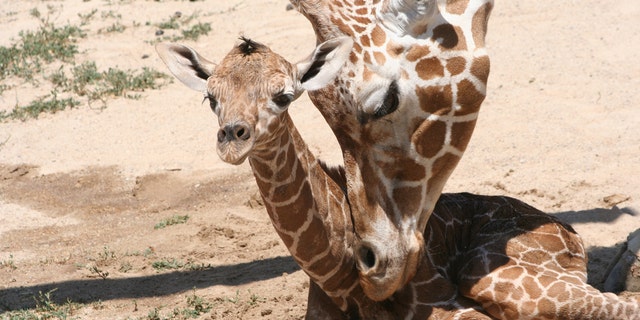 Bailey (not pictured) went into labor on Sept. 28 with her first calf.