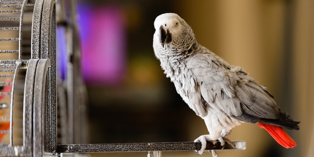 A group of African grey parrots were taken from the view of guests after they kept squawking obscenities.