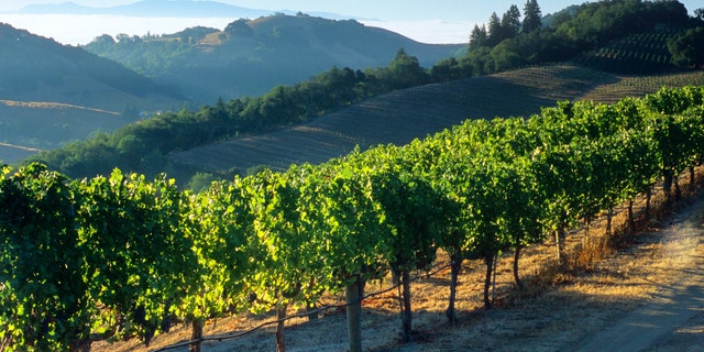 In Napa, enjoy wineries and restaurants with the gorgeous backdrop of mountains, vistas and lots of fresh air. 