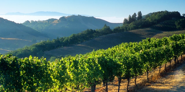 In Napa, enjoy wineries and restaurants with the gorgeous backdrop of mountains, vistas and lots of fresh air.