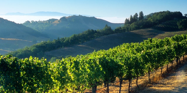 In Napa, enjoy wineries and restaurants with the gorgeous backdrop of mountains, vistas and lots of fresh air. 