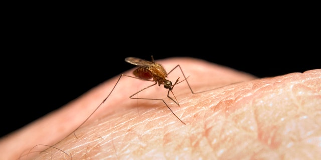 Mosquitos commonly bite humans and animals to draw blood.