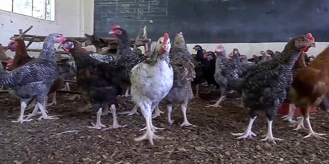 In this image made from video, chickens are being reared in a former classroom at the Mwea Brethren School in Kirinyaga county, Kenya. (AP)