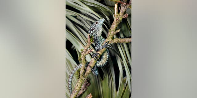 Bristol Zoo's popular Bug World and Reptile House has reopened for the first time since lockdown with a number of new animals that have hatched during the closure. They include these four blue tree monitor lizards which emerged from eggs just 5cm long. (SWNS)
