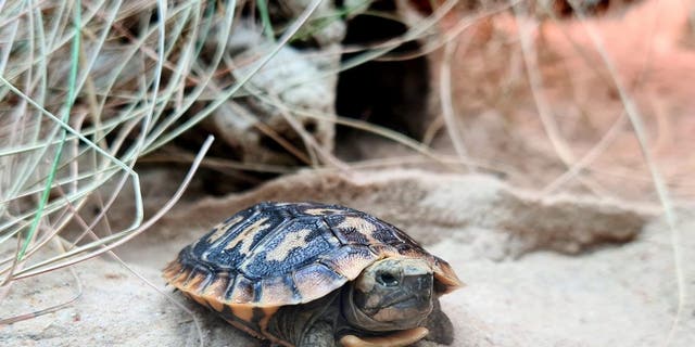 The pancake tortoise born at the Bristol Zoo. (SWNS)
