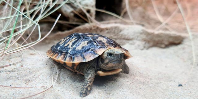 The pancake tortoise born at the Bristol Zoo. (SWNS)