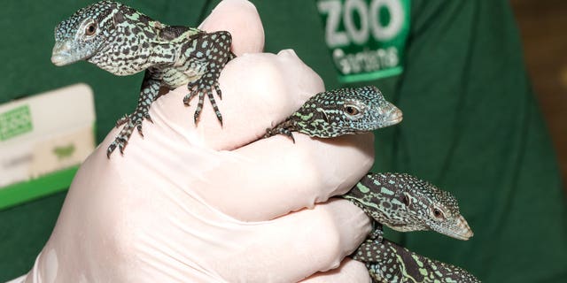 The endangered blue tree monitors, which were only discovered in 2001, are part of a European conservation breeding program overseen by Bristol Zoo's Senior Reptile Keeper, Adam Davis. (SWNS)